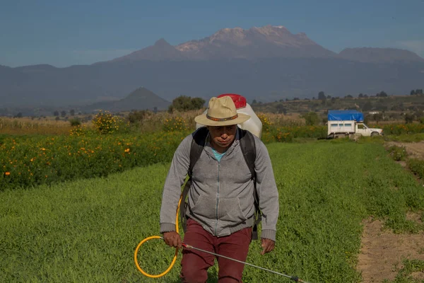 View of a Hispanic man spraying pesticides in the field