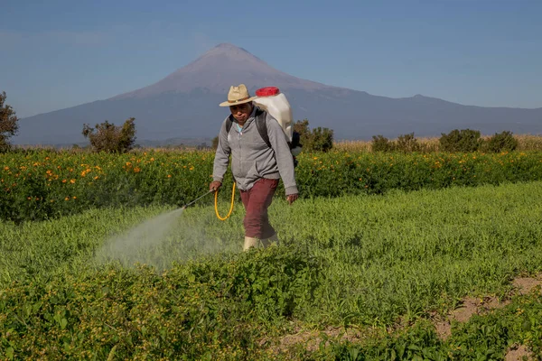 Vista Uomo Ispanico Che Spruzza Pesticidi Sul Campo — Foto Stock
