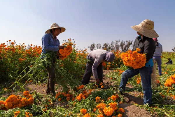 Retrato Agricultores Mexicanos Cultivando Flores Cempasuchil Tagete — Foto de Stock