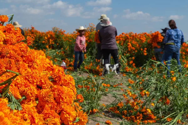 Local farmers are farming marigold flowers on local agricultural field