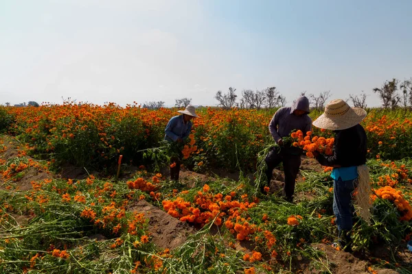 Local farmers are farming marigold flowers on local agricultural field