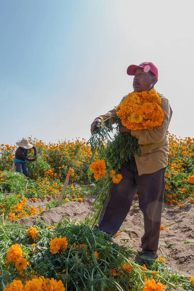 Portrét Mexického Zemědělce Pěstujícího Květinu Tagetes Erecta — Stock fotografie