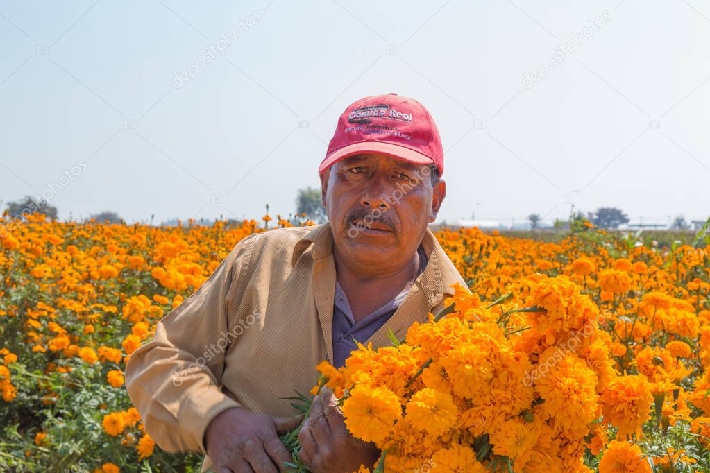 portrait of a Mexican farmer cultivating marigold flower (Tagetes erecta)