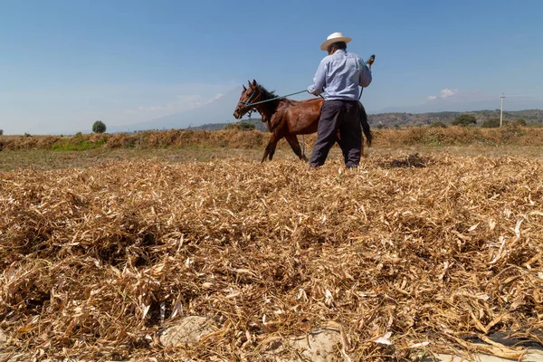 Contadino Ispanico Raccolta Con Cavalli Fagioli Biologici — Foto Stock