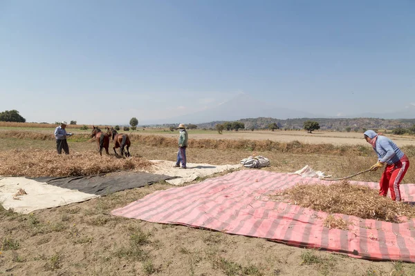 Agricoltori Ispanici Raccolta Manuale Fagioli Biologici Campo Agricolo Del Messico — Foto Stock