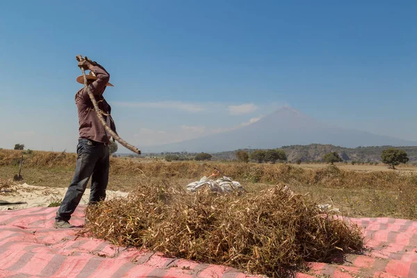 Primo Piano Agricoltore Che Raccoglie Fagioli Campo — Foto Stock