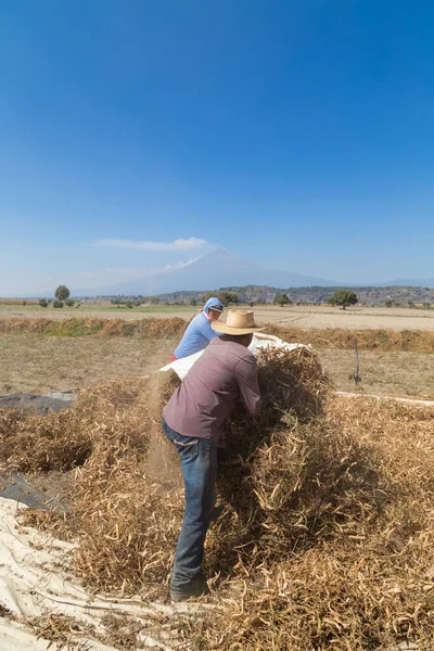 Close Shot Van Boeren Snijden Biologische Boon Een Veld — Stockfoto