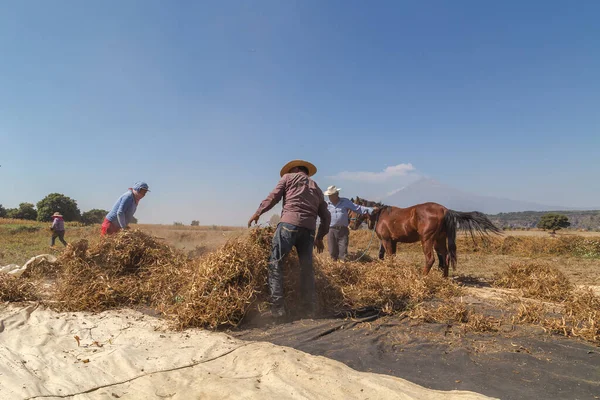 Close Shot Van Boeren Snijden Biologische Boon Een Veld — Stockfoto