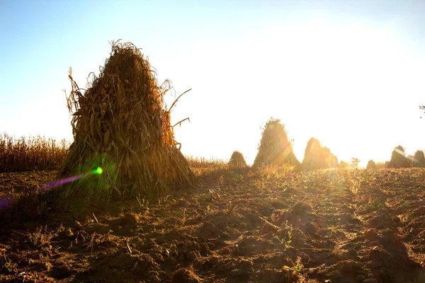 Зрізати Кукурудзу Сільському Полі Променях Заходу Сонця — стокове фото
