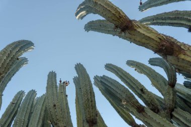 Lophocereus marginatus kaktüsü Mixteca Poblana, Puebla, Meksika