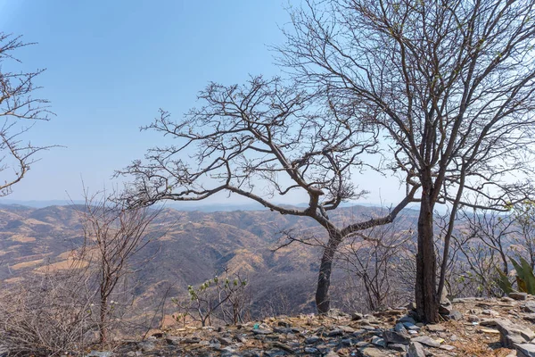 Landscape Bare Trees Blue Sky — Stock Photo, Image