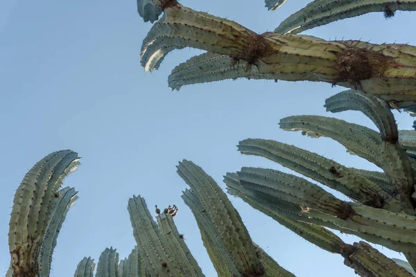 Mixteca Poblana, Puebla, Meksika 'da Lophocereus marginatus kaktüsü.