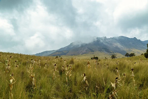 Bergrozen Bergketen Van Nevado Toluca — Stockfoto