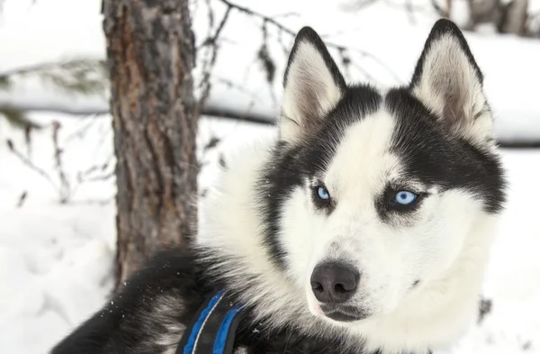 Husky v dětském pokoji pro psy — Stock fotografie