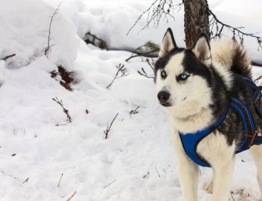 Köpekler için kreş dış yapraklar