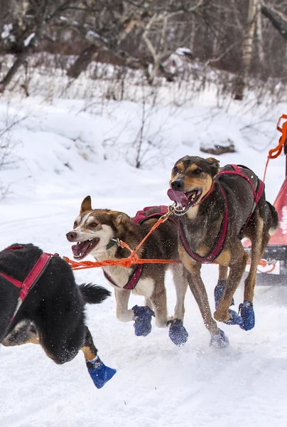 Bir atlı kızak yarışmaları çekerek koşum köpeklerde — Stok fotoğraf