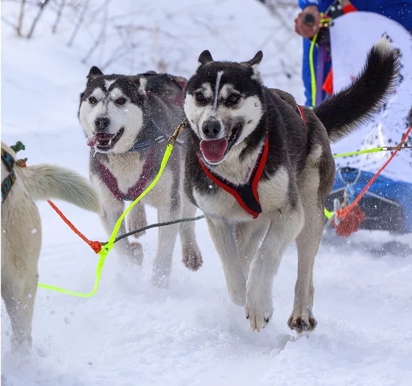 The dogs in harness pulling a sleigh competitions — Stock Photo, Image