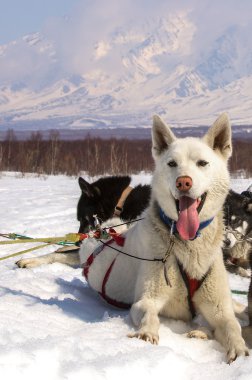 Husky içinde kar üzerinde dinlenme koşum takımı 