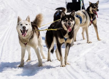 Husky içinde kar üzerinde dinlenme koşum takımı