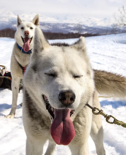 Husky in harness resting on the snow — Stock Photo, Image