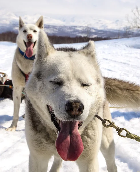 Husky en arnés descansando sobre la nieve — Foto de Stock