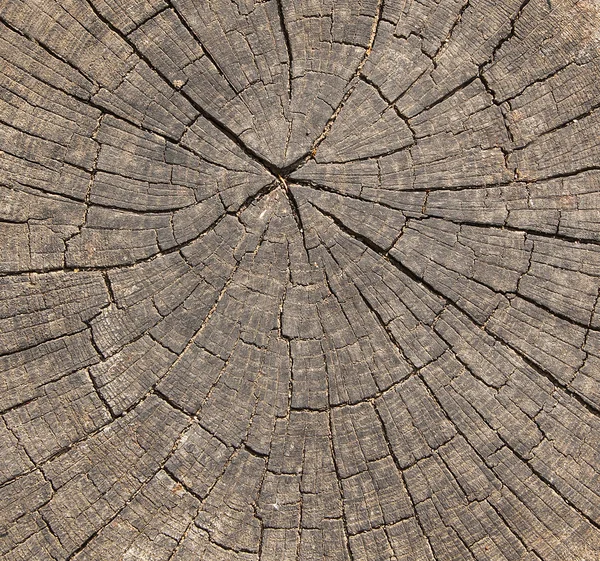 Vista superior de la textura del tocón del árbol para el fondo — Foto de Stock