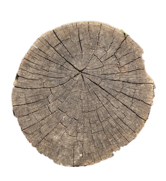 Bovenaanzicht van boomstronk textuur voor achtergrond — Stockfoto