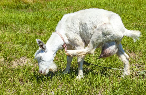 White goat grazing on a green meadow — Stock Photo, Image