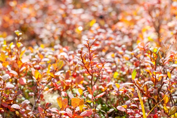 Der Herbst Der Tundra Rote Blätter Auf Dem Mooshintergrund — Stockfoto