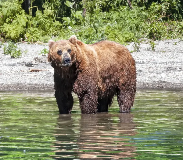 Καφέ Αρκούδα Καμτσάτκα Στέκεται Στο Ποτάμι — Φωτογραφία Αρχείου