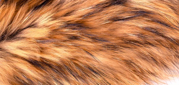 Polar Fox Fur Texture Background — Stock Photo, Image