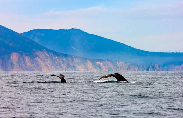 Duas Baleias Jubarte Nadando Oceano Pacífico Cauda Das Baleias Mergulho — Fotografia de Stock