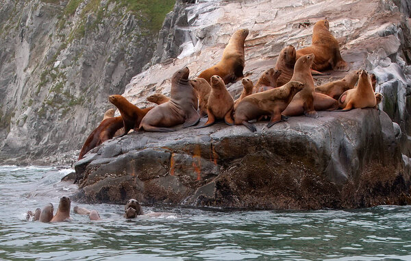 The Rookery Steller sea lions. Island in Pacific Ocean near Kamchatka Peninsula.