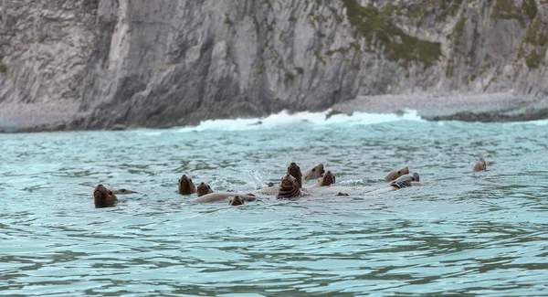 Leões Marinhos Rookery Steller Ilha Oceano Pacífico Perto Península Kamchatka — Fotografia de Stock