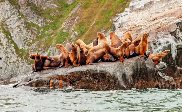 Leões Marinhos Rookery Steller Ilha Oceano Pacífico Perto Península Kamchatka — Fotografia de Stock