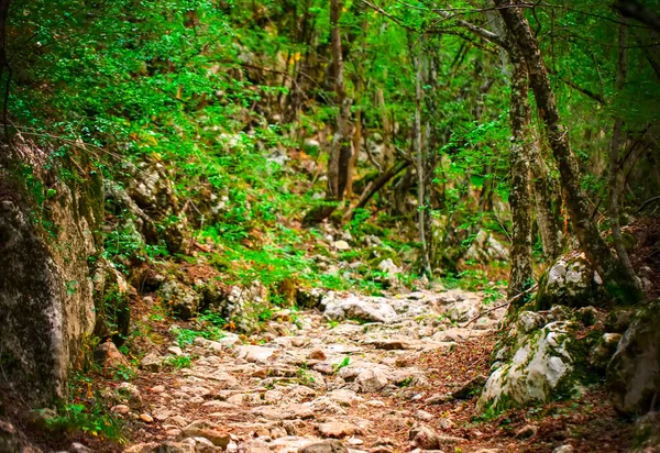 Antiguo camino de piedra en el bosque verde. Enfoque selectivo — Foto de Stock