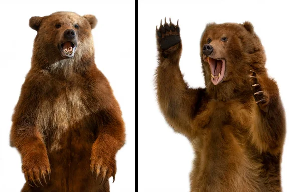 O close-up Taxidermia de um urso marrom Kamchatka no fundo branco — Fotografia de Stock