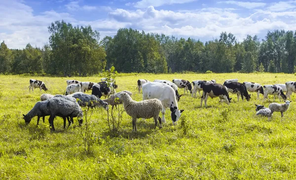 The flock of sheep and cows pasturing on green and yellow grass in a sunny day — Stock Photo, Image