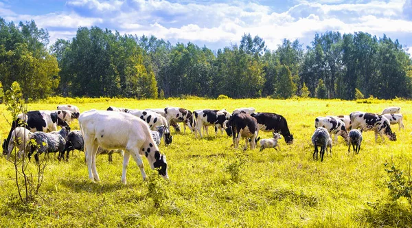 The flock of sheep and cows pasturing on green and yellow grass in a sunny day — Stock Photo, Image