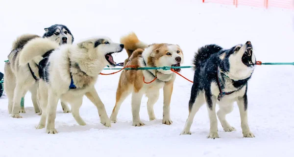 The sled used on Nothing man glacier for dog sledders — Stock Photo, Image