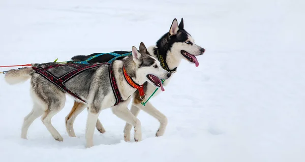 Dva chraptiví psi ve sněhu na soutěži. Zavřít — Stock fotografie