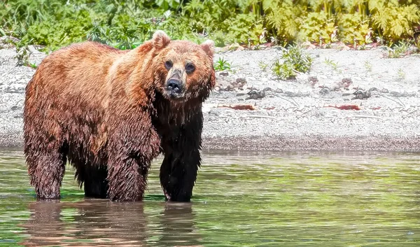 Καφέ Αρκούδα Καμτσάτκα Στέκεται Στο Ποτάμι — Φωτογραφία Αρχείου