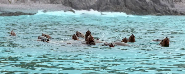 Los Leones Marinos Rookery Steller Isla Océano Pacífico Cerca Península —  Fotos de Stock