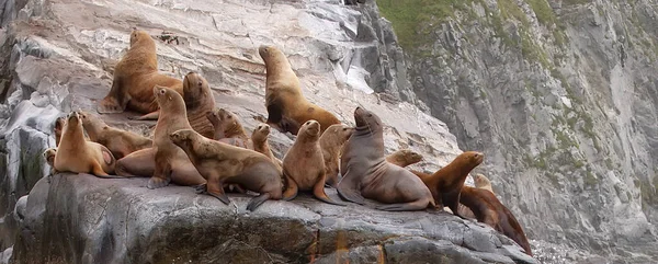 Foco Seletivo Leões Marinhos Rookery Steller Ilha Oceano Pacífico Perto — Fotografia de Stock