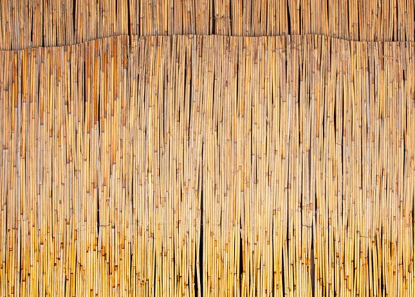 Reed parede fundo textura. Parece bambu. Fechar — Fotografia de Stock