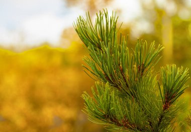 Güzel yeşil çam dalı. Kapatın. Seçici odak
