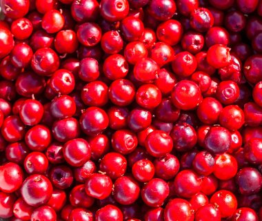 Kırmızı yaban mersinli. Soyut doğal desen, doku, arkaplan