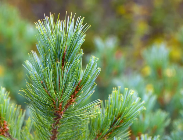 Mooie groene dennentak. Sluit maar af. Selectieve focus — Stockfoto