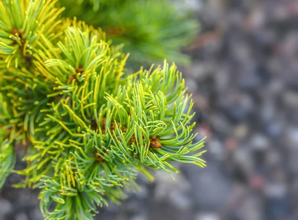 Beautiful green pine brancheh. Close up. Selective focus — Stock Photo, Image