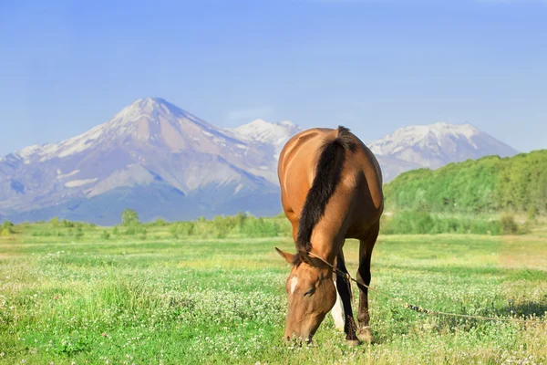 Horse against a volcano — Stock Photo, Image